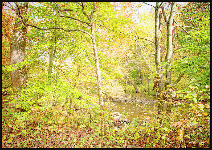 Glimpse Of A Stream In Autumn Photograph