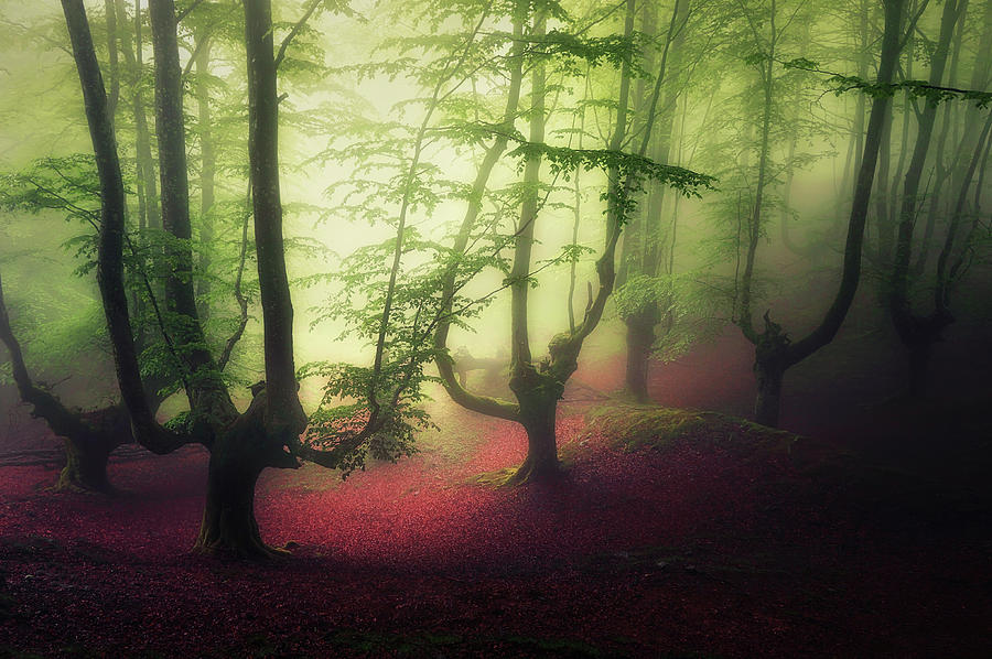 Gloomy Forest #1 Photograph by Mikel Martinez de Osaba