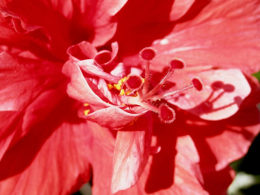 Glorious Red Hibiscus #1 Photograph by Belinda Lee