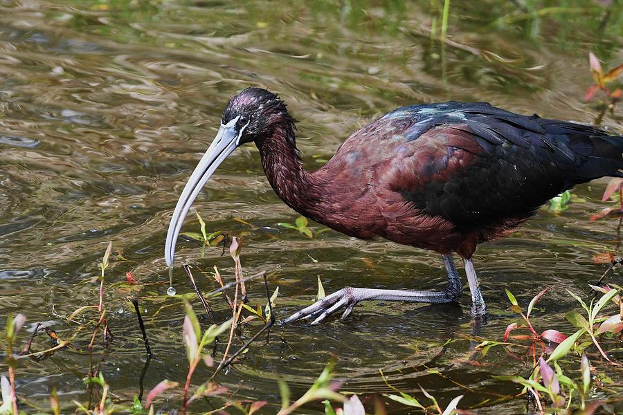 Glossy Ibis #1 Photograph by David Campione