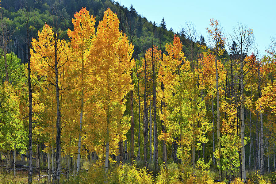 Glowing Aspens along Highway 62 #1 Photograph by Ray Mathis