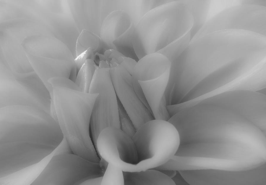 Glowing Dahlia Photograph by Kelly McNamara - Fine Art America