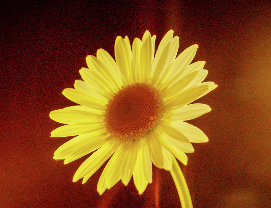 Glowing Daisy #1 Photograph by Douglas Barnett