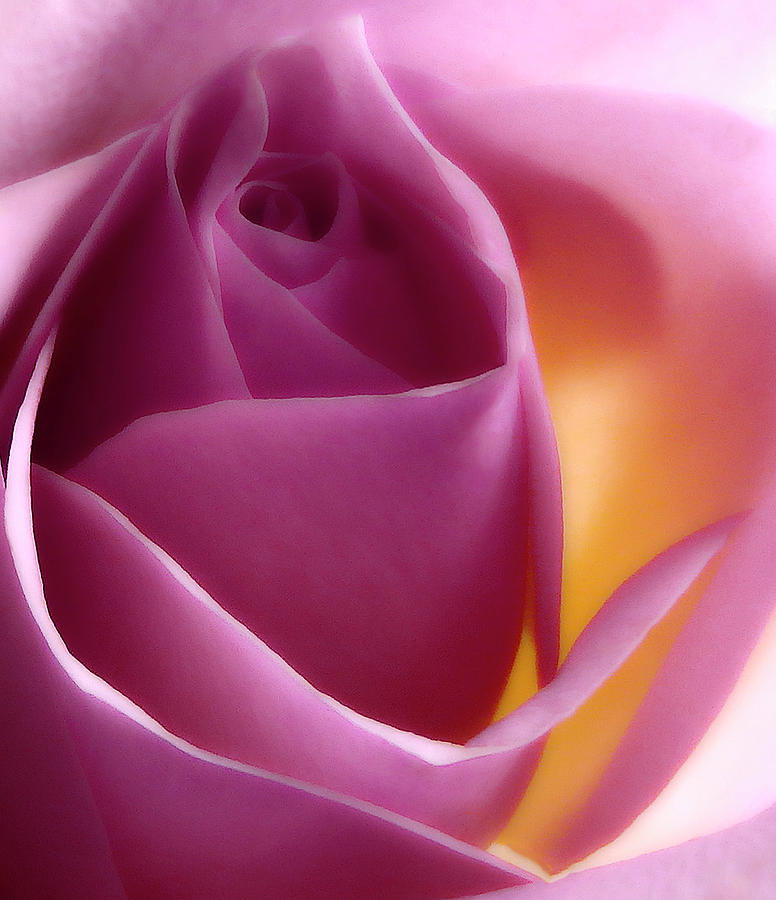 Glowing Pink Rose Photograph by Johanna Hurmerinta