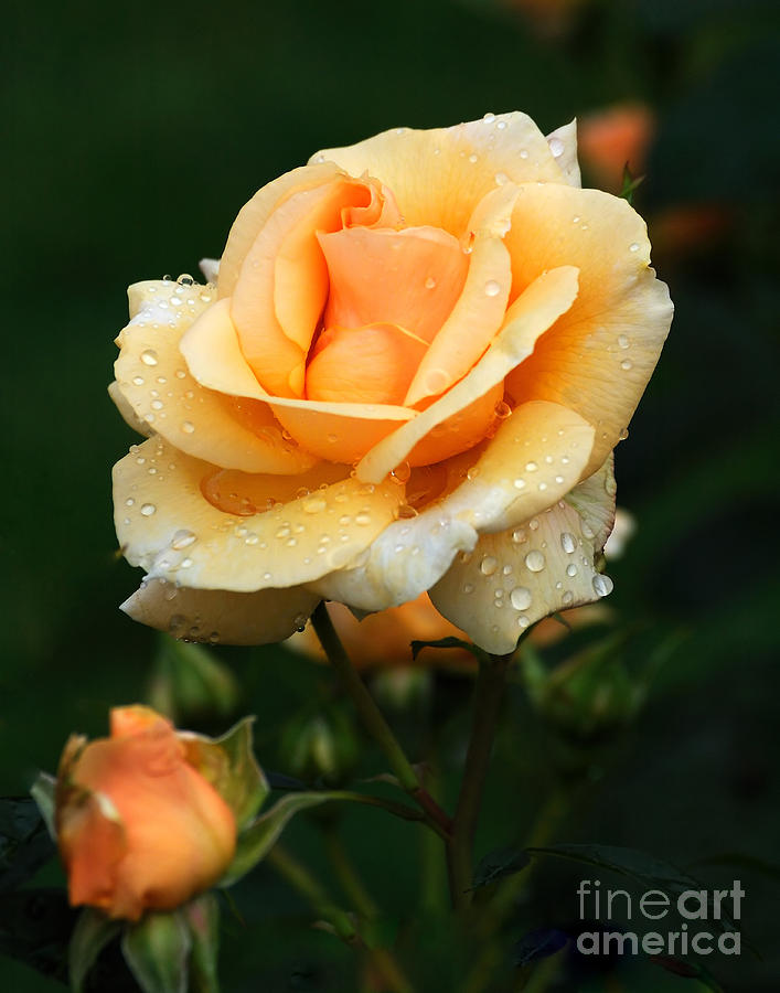 Nature Photograph - Glowing Rose #1 by Edward Sobuta