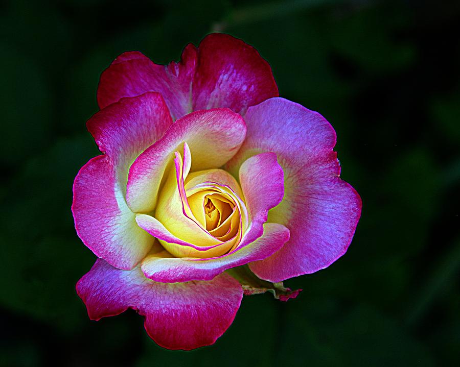 Glowing Rose #1 Photograph by Karen McKenzie McAdoo