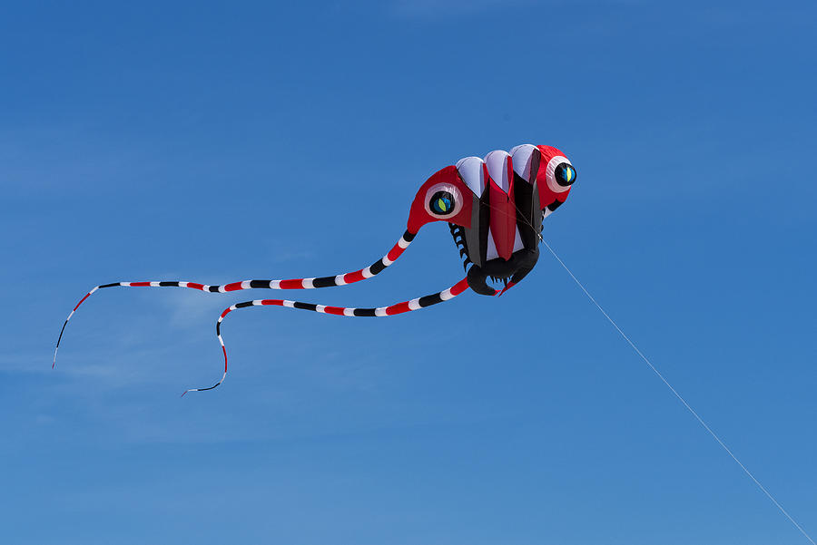 Go Fly a Kite #1 Photograph by David Kay
