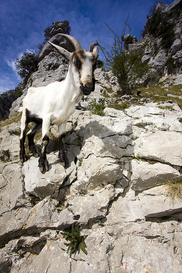 Goat #1 Photograph by Andre Goncalves