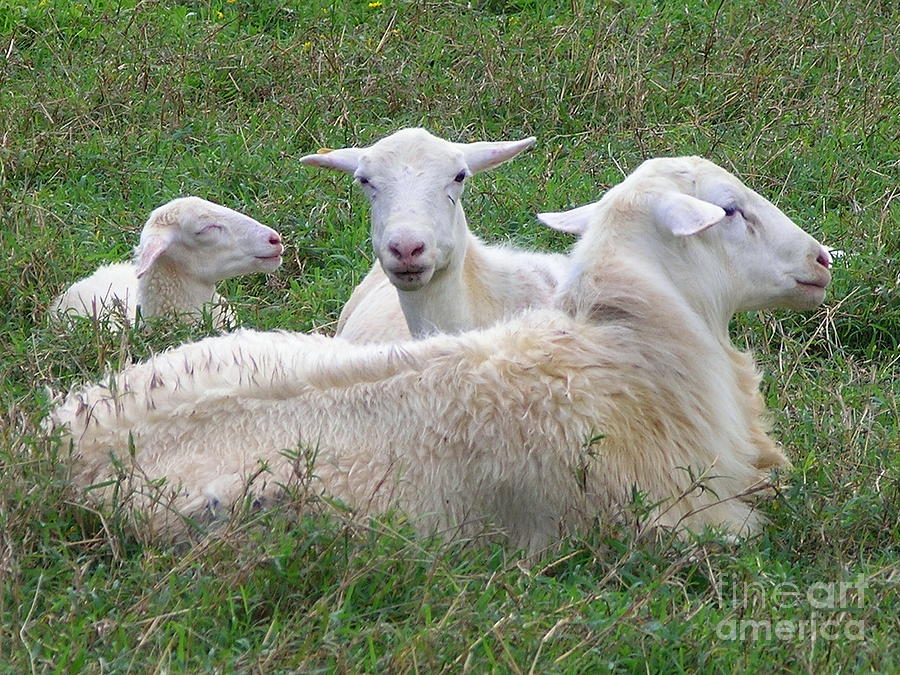 Goat Photograph - Goat Family #1 by Mary Deal