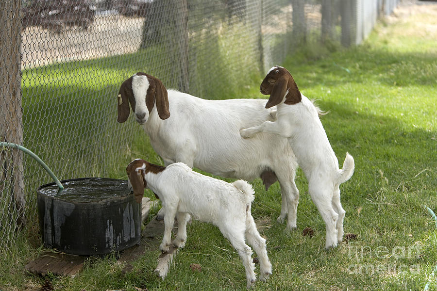 Goat With Kids Photograph by Inga Spence