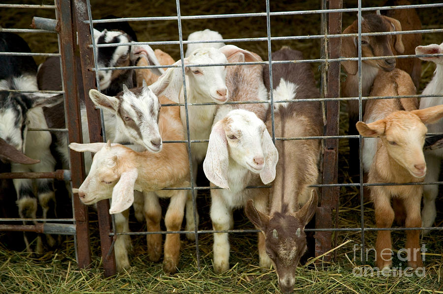 Goats #1 Photograph by Inga Spence
