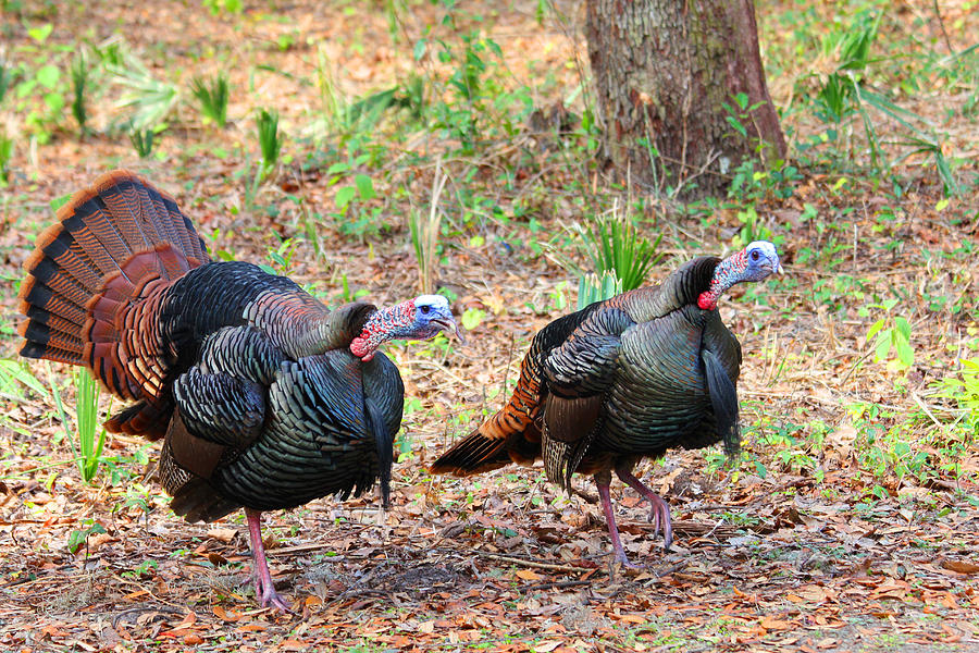 Wildlife Photograph - Gobble Gobble #1 by Wild Expressions Photography