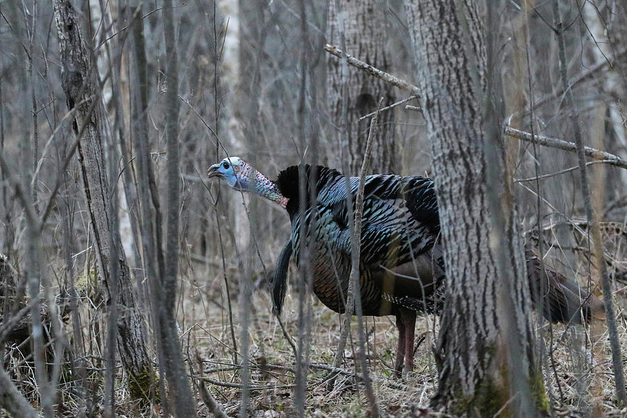 Gobbling Tom #1 Photograph by Brook Burling