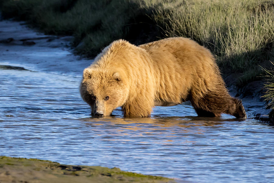 Golden Bear #1 Photograph by Jack Bell