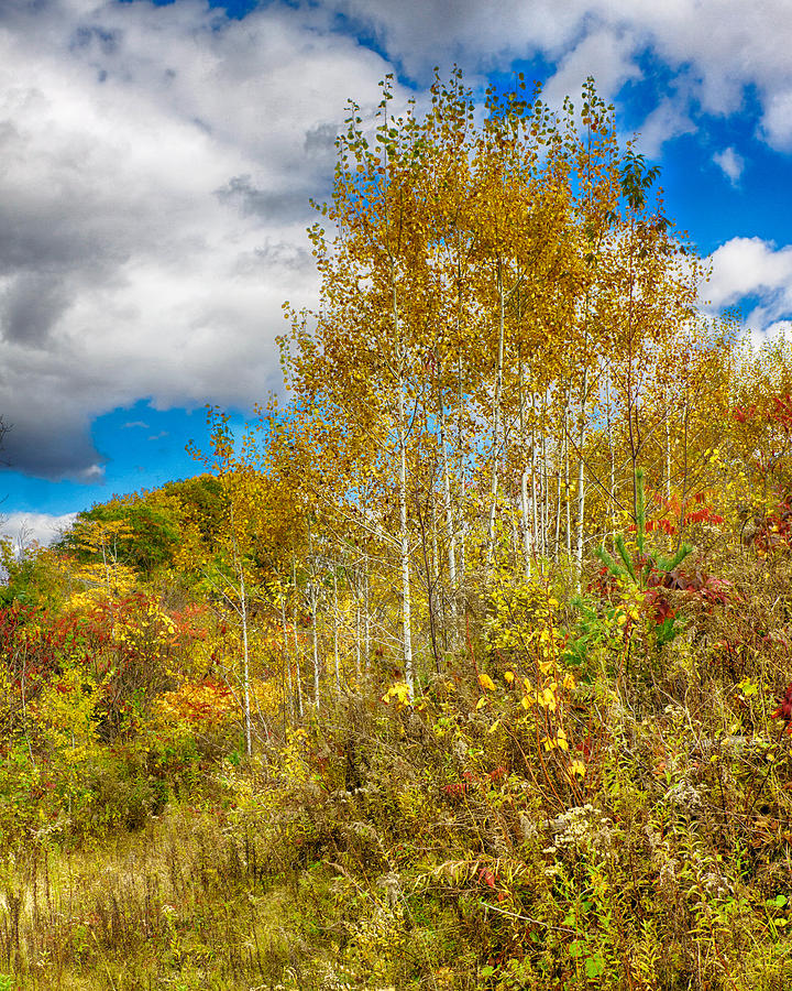 Golden Birch Against Clouds Two Photograph by Jeff Folger