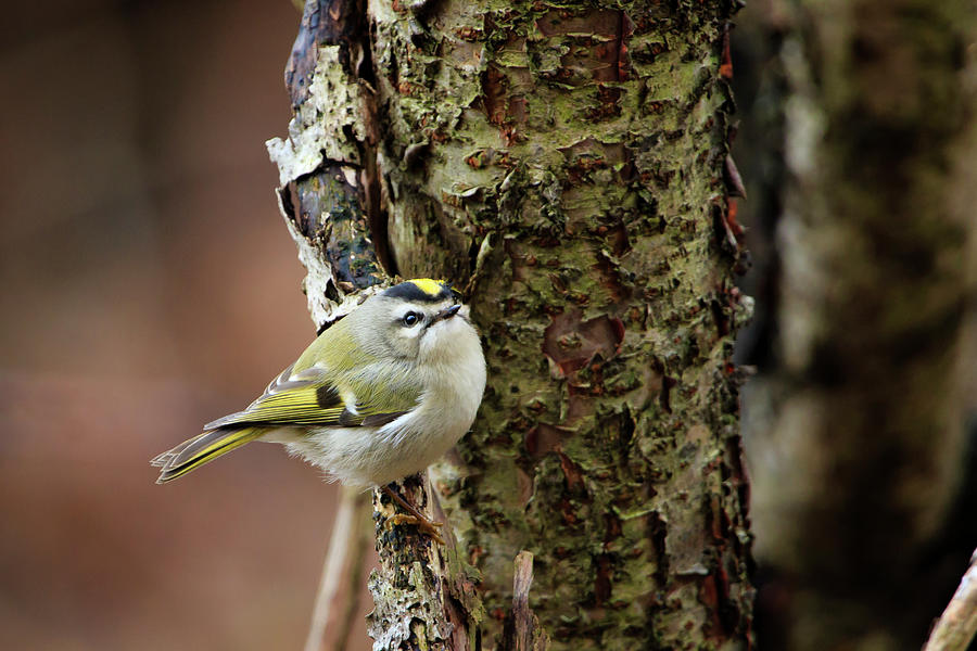 Golden-crowned Kinglet #1 Photograph by Gary Hall