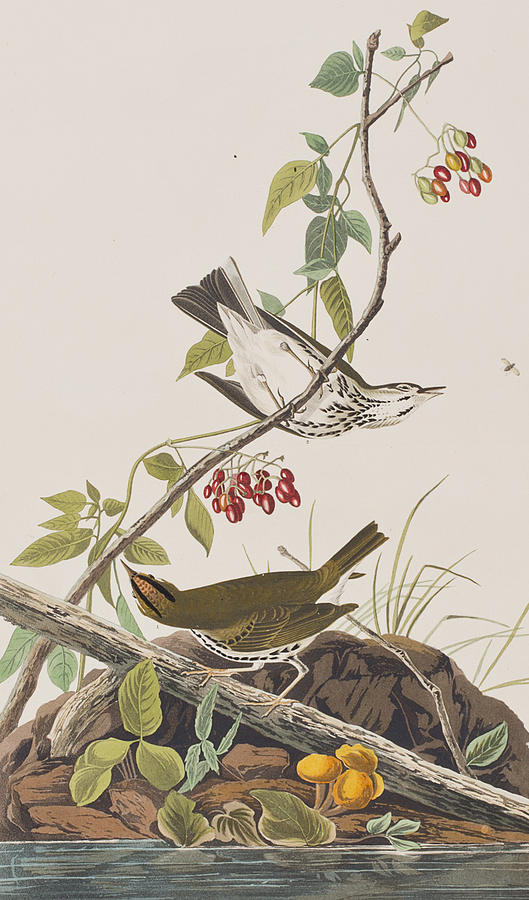 John James Audubon Painting - Golden Crowned Thrush by John James Audubon