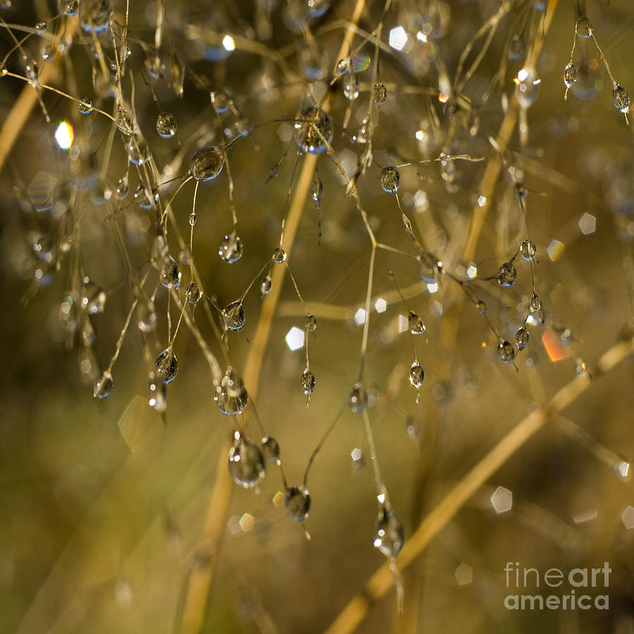 Ball Photograph - Golden Droplets #1 by Ang El
