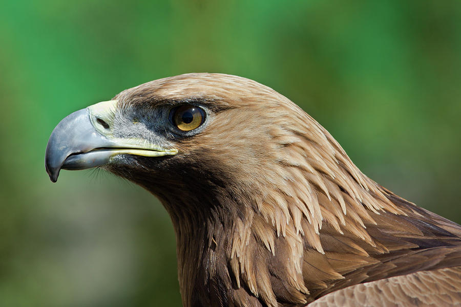 Golden Eagle #1 Photograph by Aivar Mikko
