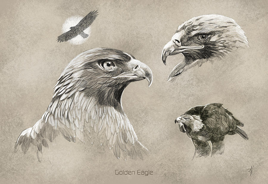 Golden Eagle #1 Painting by Arie Van der Wijst