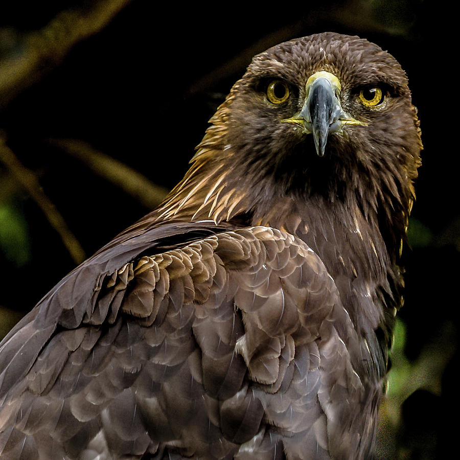 Golden Eagle #1 Photograph by Yeates Photography