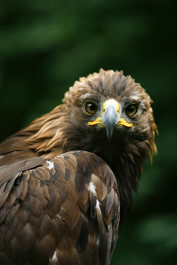 Animal Photograph - Golden Eagles Face Aquila Chrysaetos #1 by Deddeda