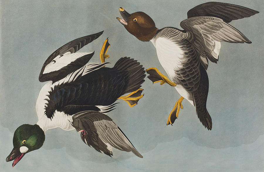 John James Audubon Painting - Golden-eye Duck  by John James Audubon