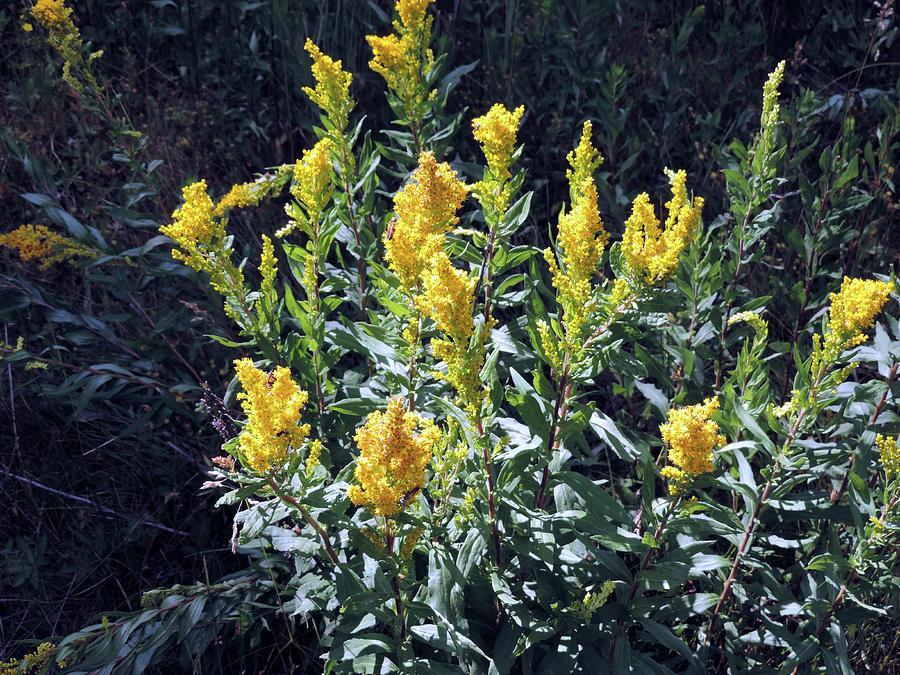Golden Flowers Photograph