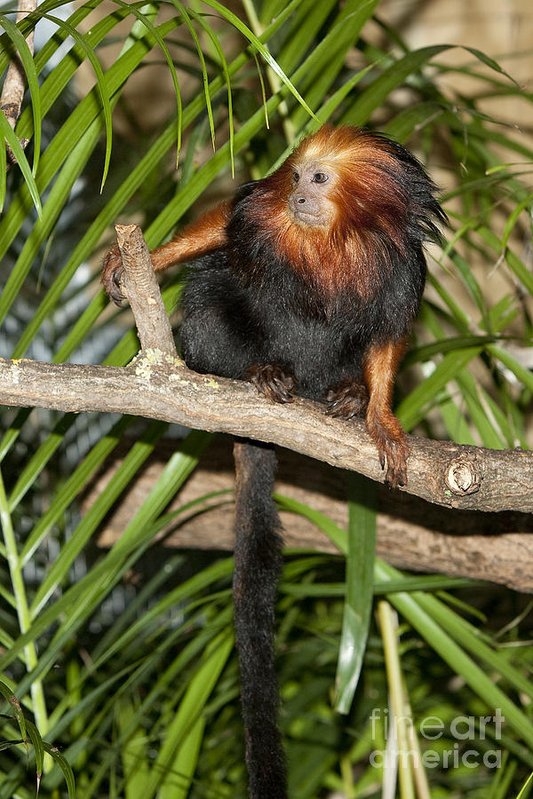 Golden Headed Lion Tamarin Photograph by Gerard Lacz | Fine Art America