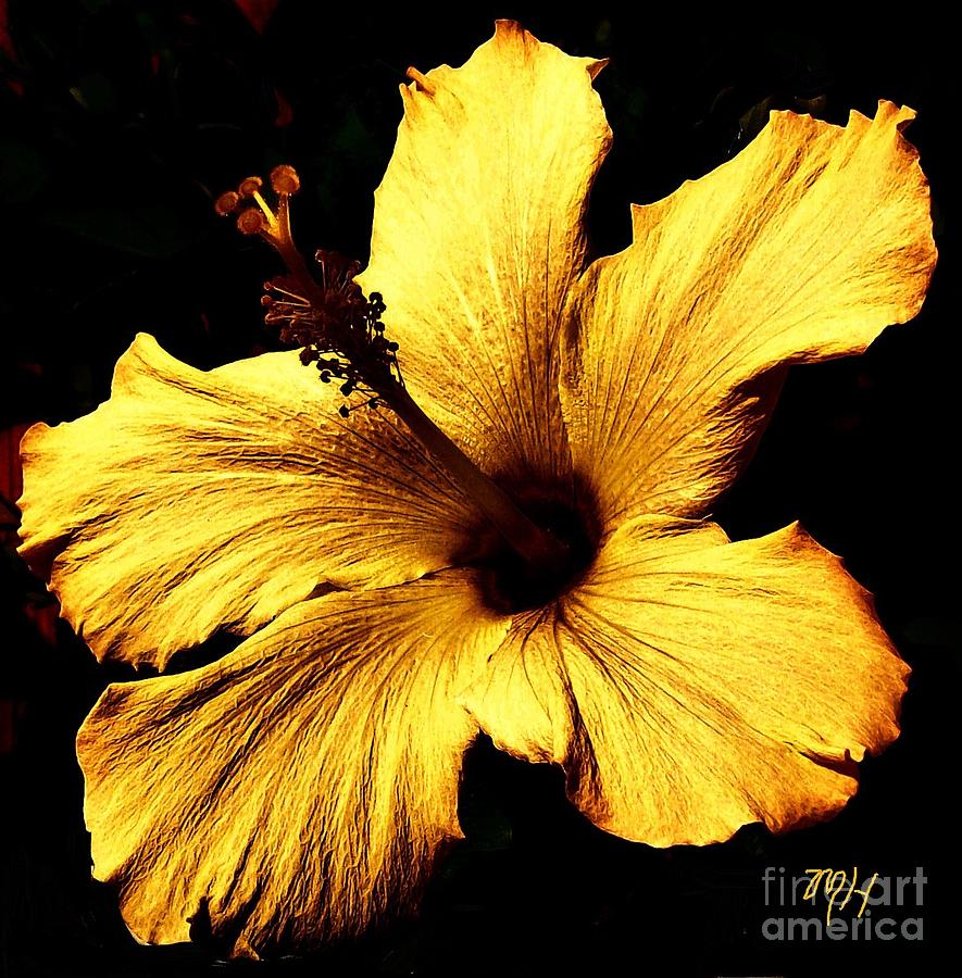 Golden Hibiscus #1 Digital Art by Marsha Heiken