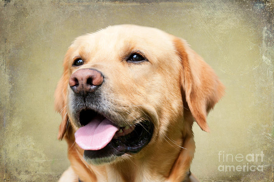 Dog Photograph - Golden Labrador #1 by Smart Aviation