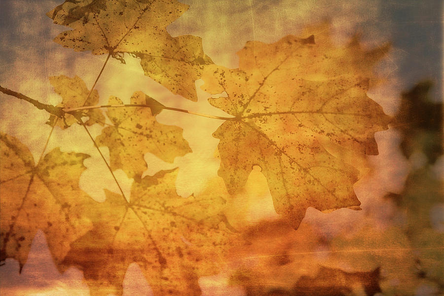 Golden Maple Leaves  #1 Photograph by Saija Lehtonen