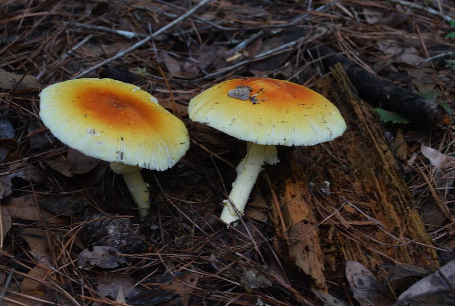 Golden Mushrooms #1 Photograph by Warren Thompson