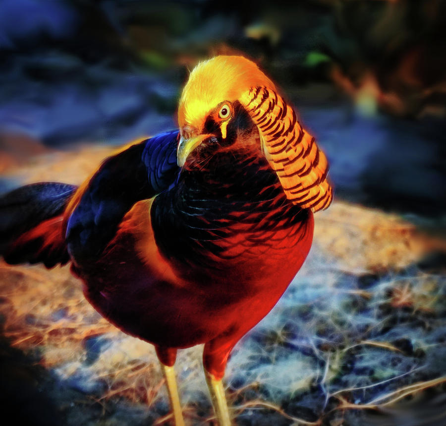 Golden Pheasant Photograph by Lilia D