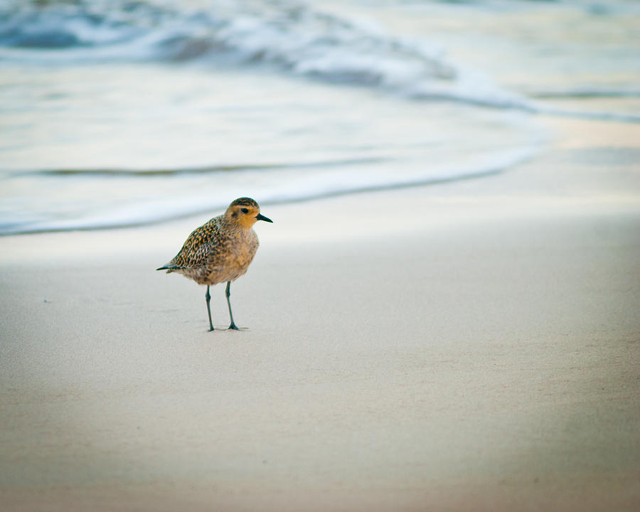Bird Photograph - Golden Plover on the Beach, Maui, Hawaii #1 by Preston Broadfoot