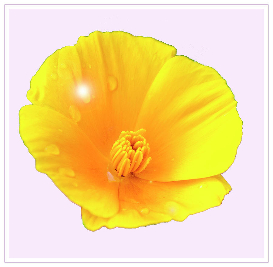 Golden Poppy Wildflower #2 Digital Art by A Macarthur Gurmankin