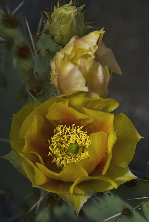 Golden Prickly Pear Cactus  #2 Photograph by Saija Lehtonen