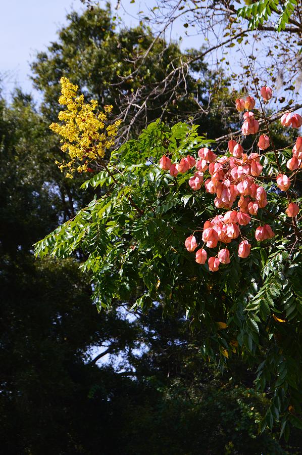 Golden Rain Tree Bloom #1 by Warren Thompson