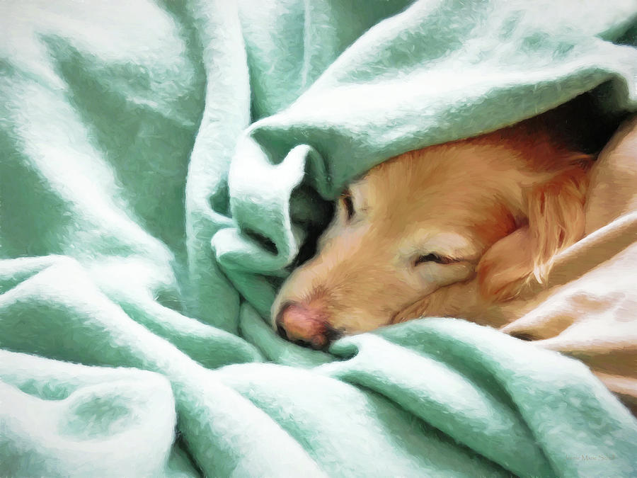 Golden Retriever Dog Under the Blanket #2 Photograph by Jennie Marie Schell