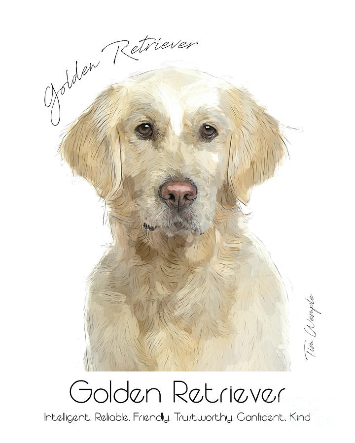 Dog Digital Art - Golden Retriever Poster #1 by Tim Wemple