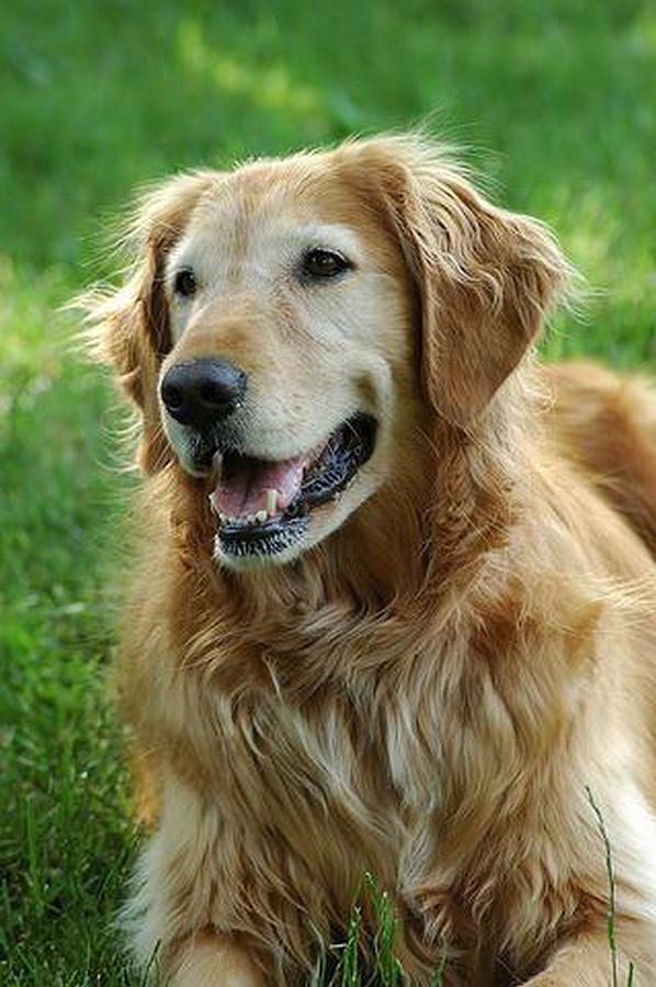 Golden Retriever Photograph by Tim Elliott - Fine Art America