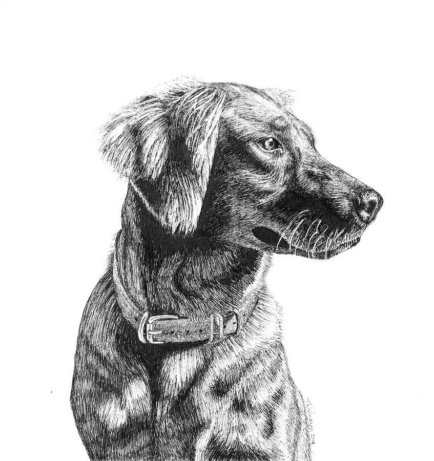Golden Retriever #2 Drawing by Timothy Livingston