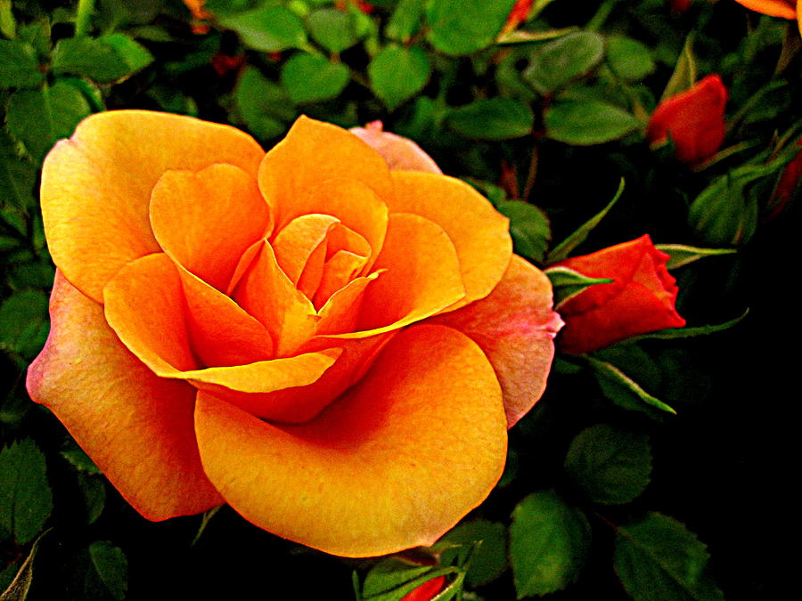 Flower Digital Art - Golden Rose #2 by Bonita Brandt