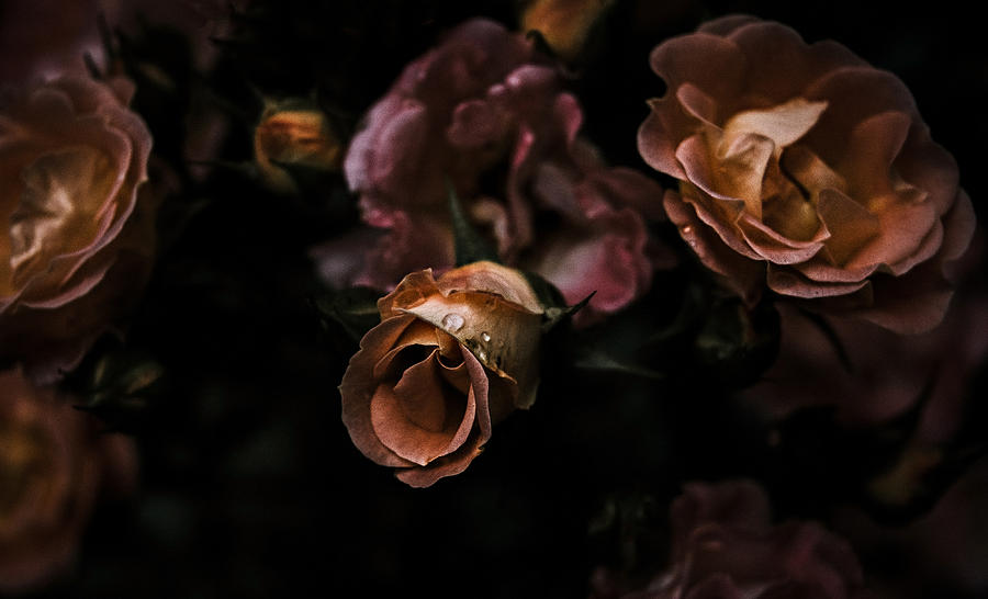 Rose Photograph - Golden Roses #1 by Kimber Lee