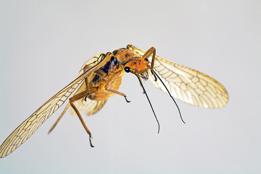 Golden Stonefly Photograph