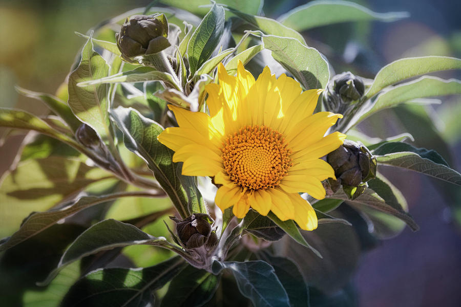 Golden Sunflower  #1 Photograph by Saija Lehtonen