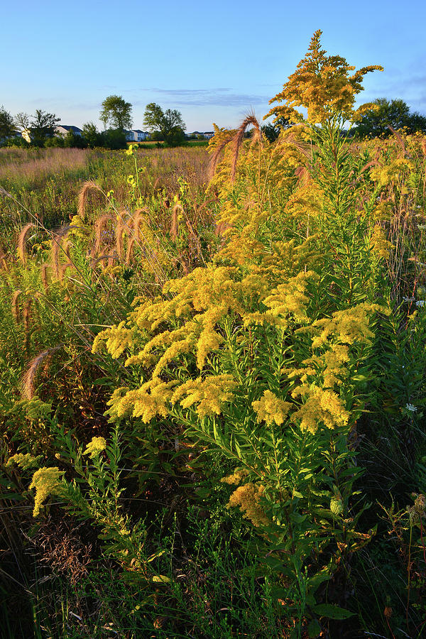Golden Sunrise on Goldenrod #1 Photograph by Ray Mathis
