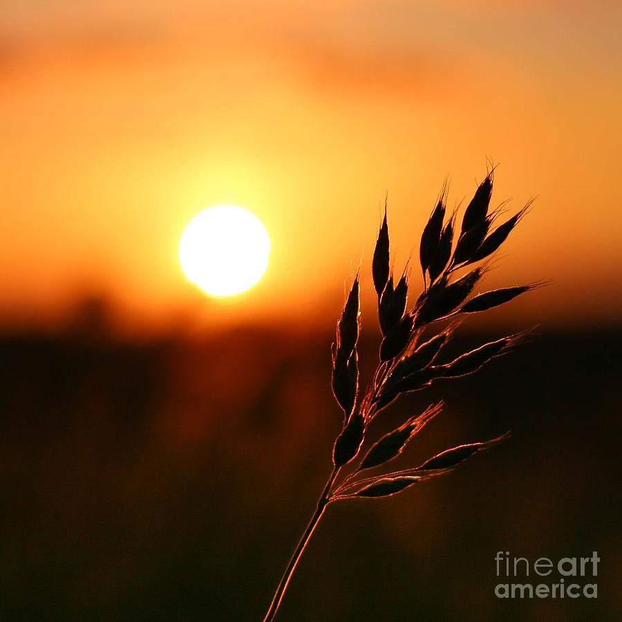 Golden Sunset #1 Photograph by Franziskus Pfleghart
