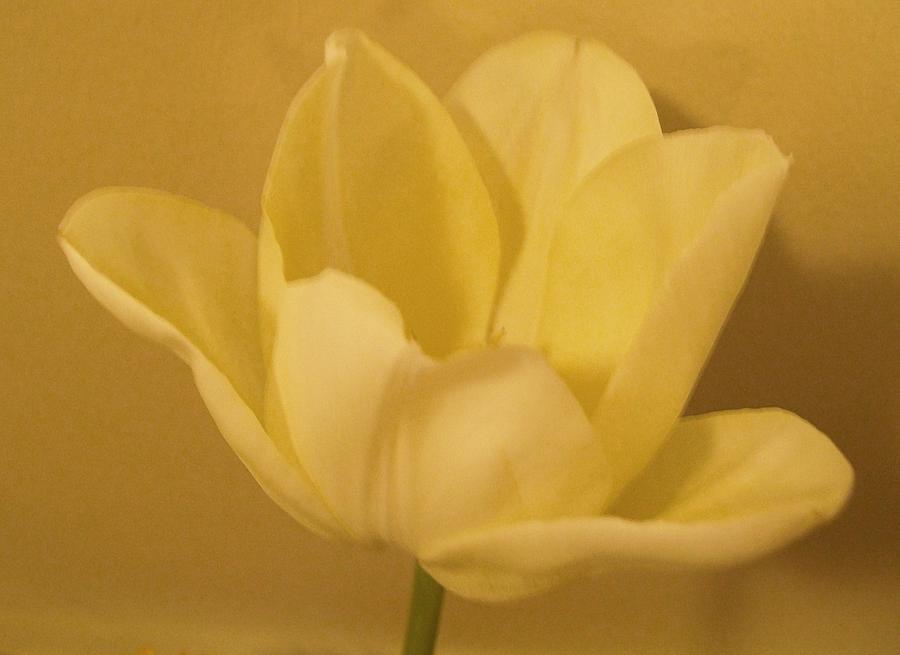 Spring Photograph - Golden Tulip #1 by Marsha Heiken