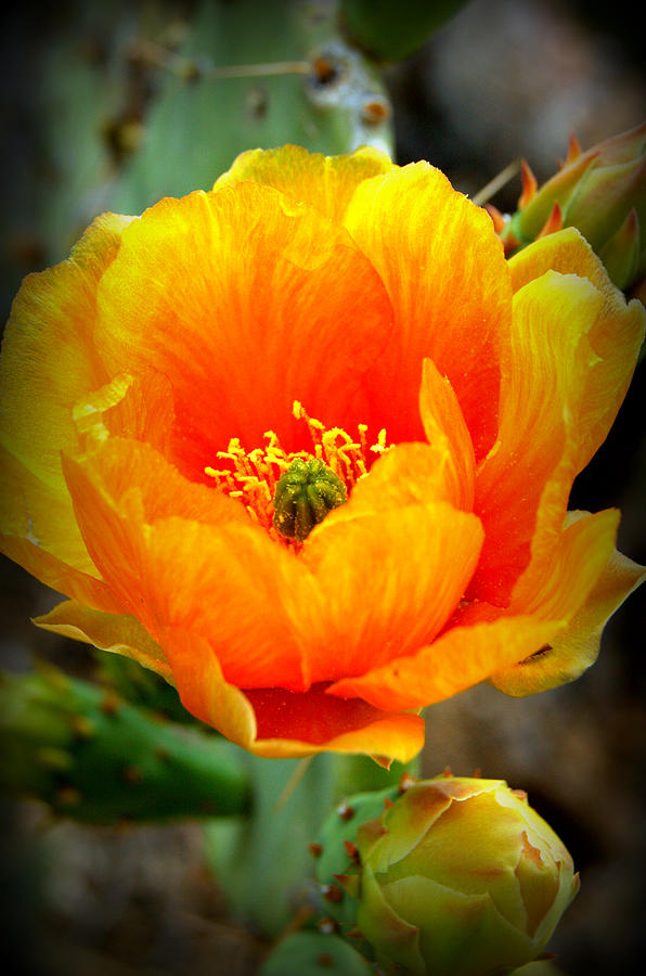 Golden Variegated Cactus Flower Photograph
